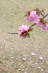 桜２