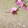 桜２