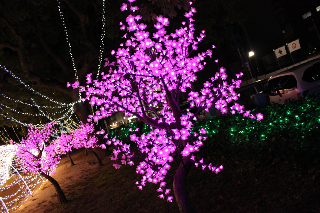 イルミネーション（桜）