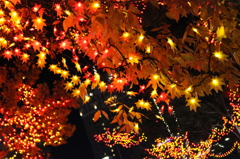 イルミネーション（紅葉）