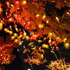 イルミネーション（紅葉）