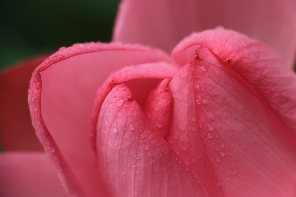 雨の恩恵。