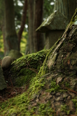 苔の魅力。