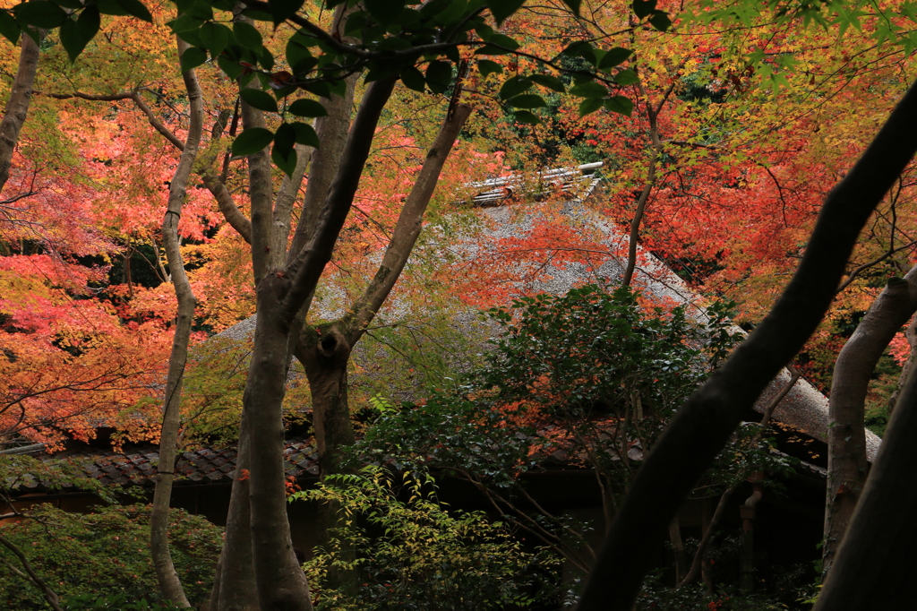 祇王寺