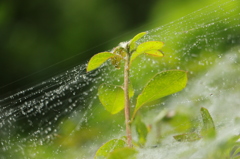 雨の仕業。
