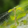 雨の仕業。