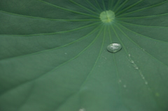 雨の名残。