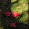 秋色の落ち葉