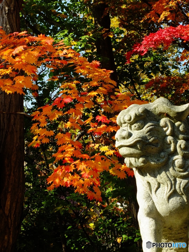 神社の秋