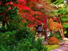 日本庭園の秋