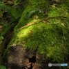 苔むして