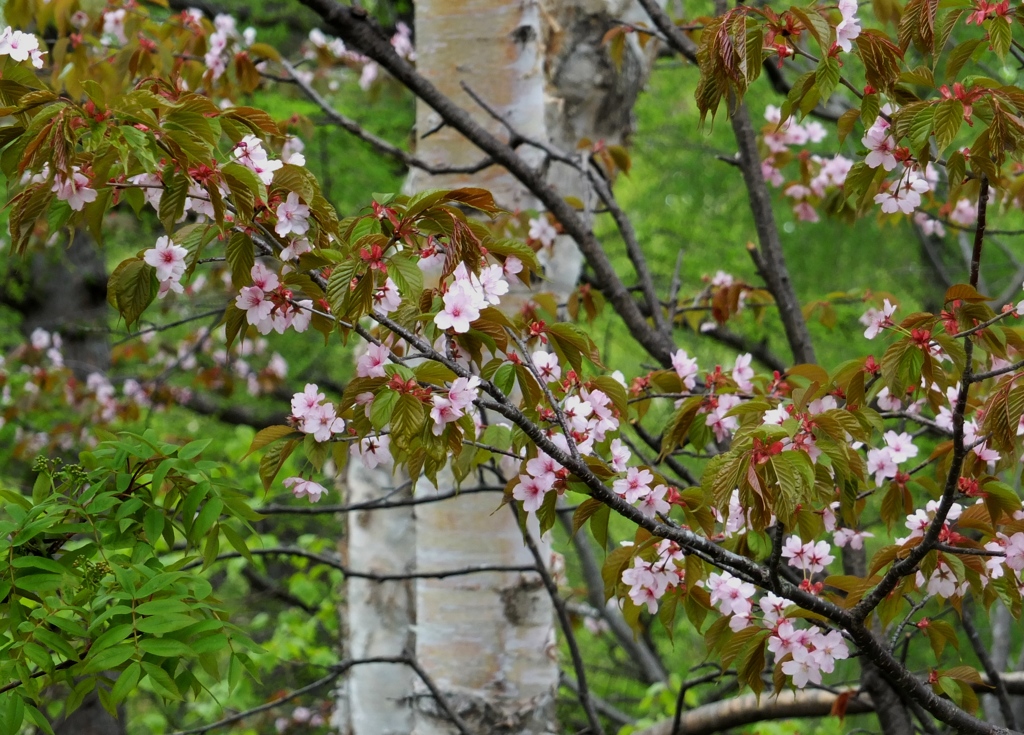 山の上にも桜咲く