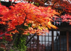 日本家屋の秋