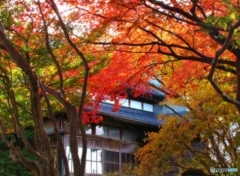 日本家屋の秋-2