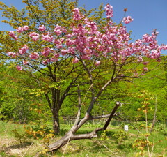 倒木となりつつも花を咲かす山桜の木にアッパレ