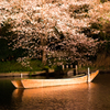夜桜2
