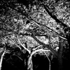 夜桜9