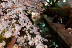 宿河原・夜桜7