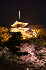 夜桜7