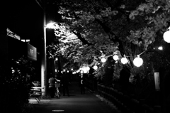 宿河原・夜桜6