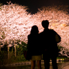 夜桜1