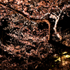 夜桜6
