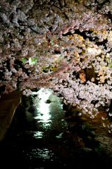 宿河原・夜桜8