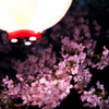 宿河原・夜桜1