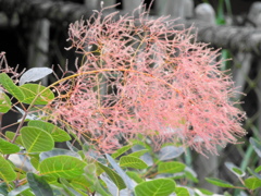DSCN1172