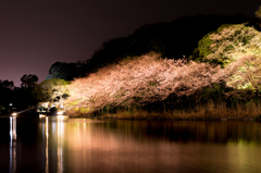 夜桜5