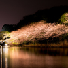 夜桜5