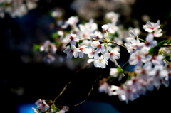 宿河原・夜桜3