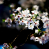 宿河原・夜桜3