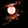 宿河原・夜桜2