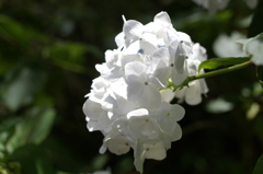 紫陽花