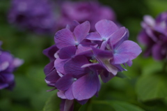 紫陽花