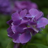 紫陽花