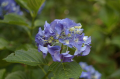 紫陽花