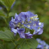 紫陽花