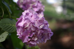 紫陽花