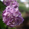 紫陽花