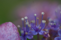 額紫陽花