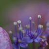 額紫陽花