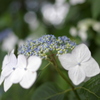 額紫陽花