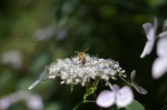 額紫陽花にミツバチ