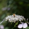 額紫陽花にミツバチ