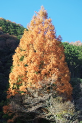 晩秋の輝き