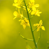 菜の花