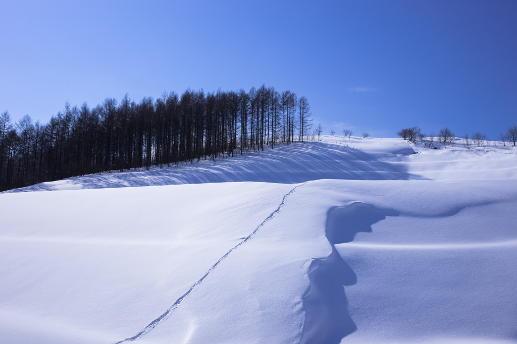 快晴の雪原