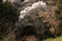 山間の桜